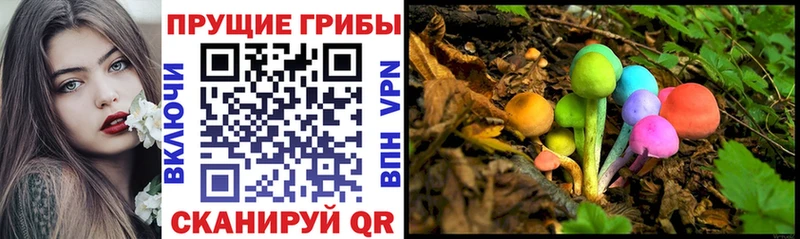 Купить закладки  Заинск  Галлюциногенные грибы Psilocybe 